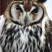 Striped Owl
